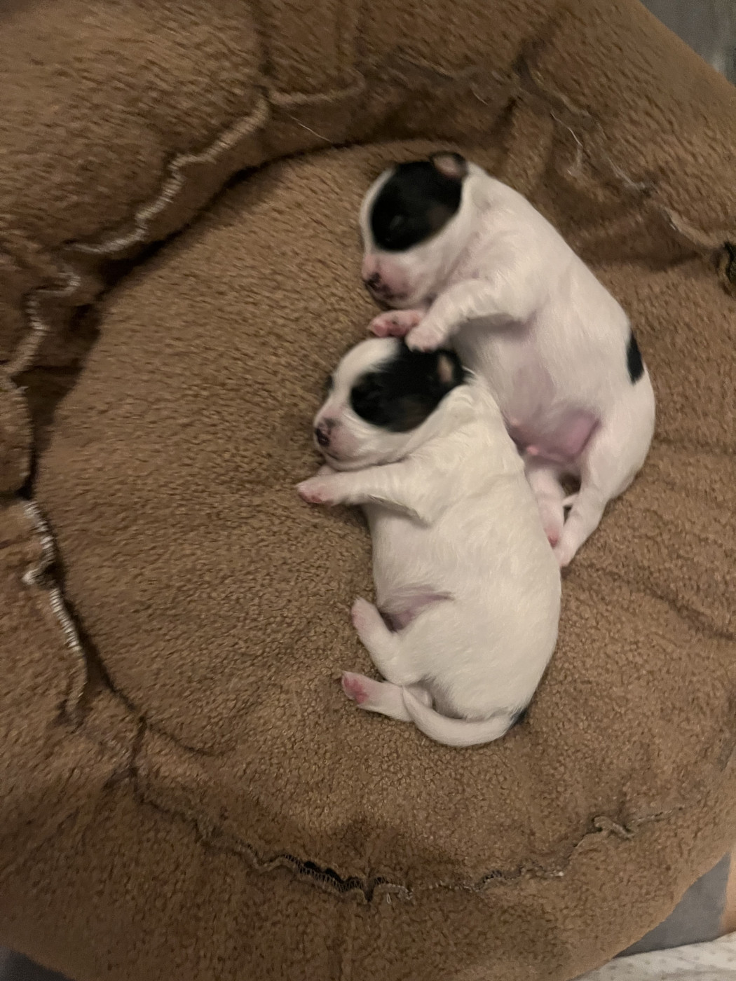 Chiot Epagneul nain Continental (Papillon) De La Reverie Du Teyamilouka